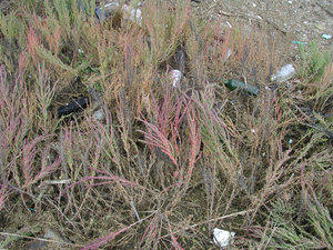 Photo By: Stephen M. Young. Photo taken: Kings County, NY on 20 October 2004